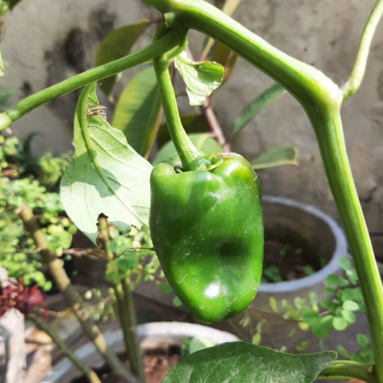 plant image 1546323