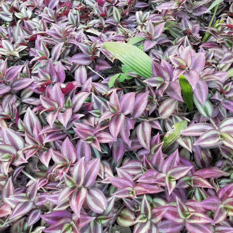 plant image 1551121