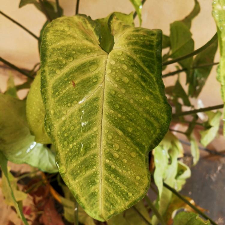 plant image 1552235