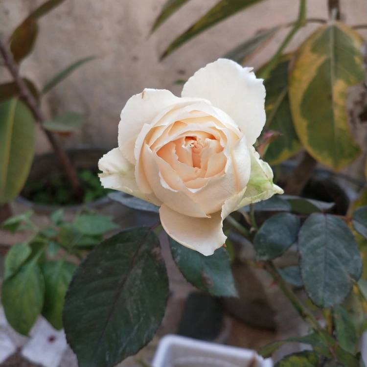 plant image 1552833