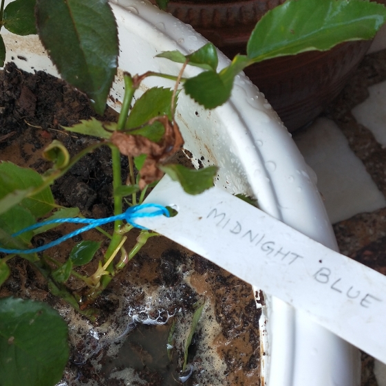 plant image 1558087
