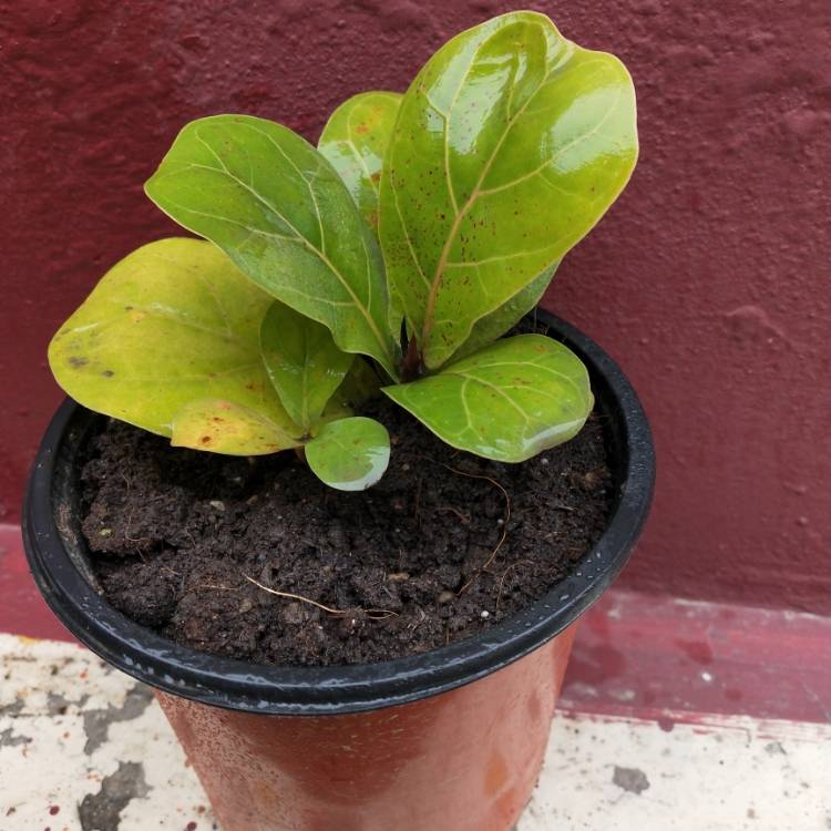 plant image 1559591