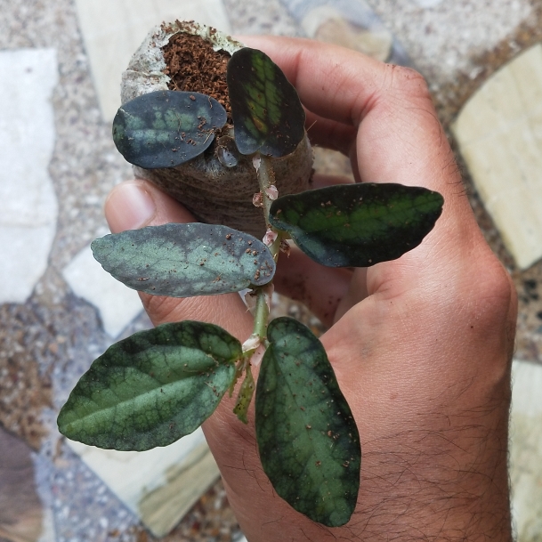 Plant image Pellionia Repens