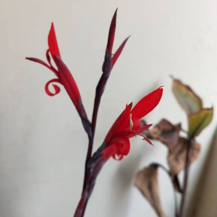 plant image 1563428 plant image 1563428