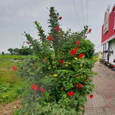 Yash's garden