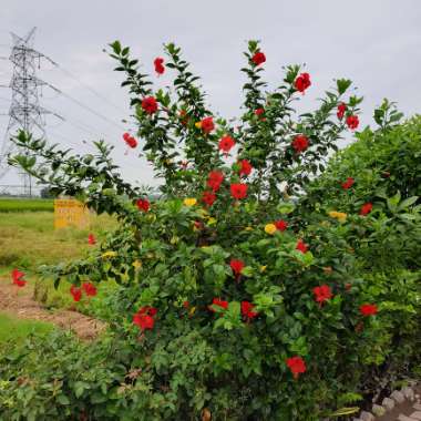 Yash's garden