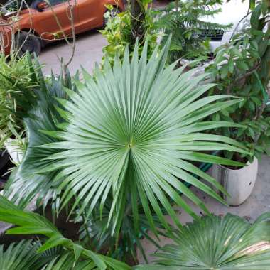 Yash's garden
