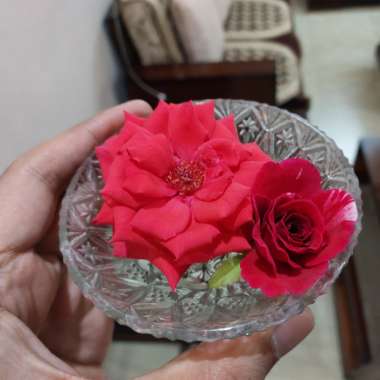 Patio Rose Pink Tiara