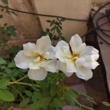 Rose (Shrub)
