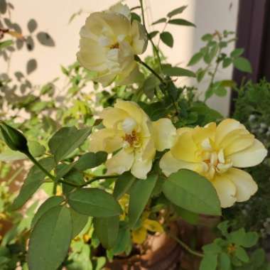Rose (Shrub)