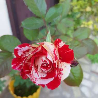 Rosa 'Korhocsel' syn. Rosa 'Abracadabra', Rosa 'Forkasu Porkasu'