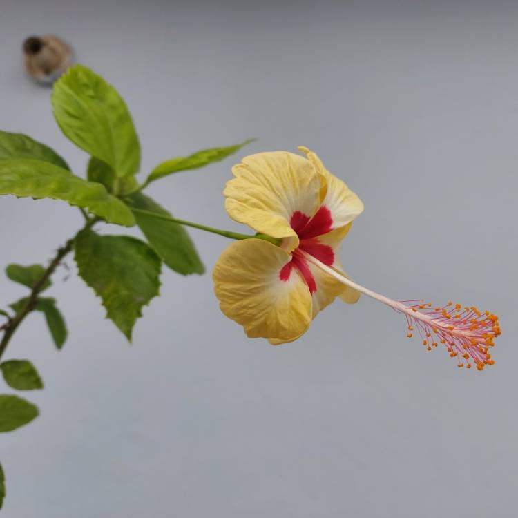 plant image 1695271 plant image 1695271