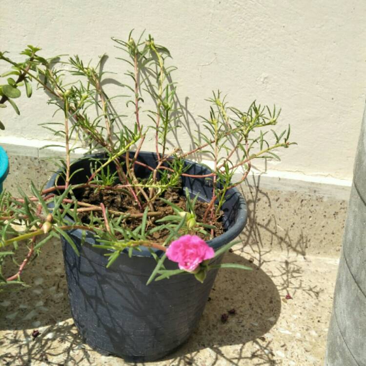 plant image 865999