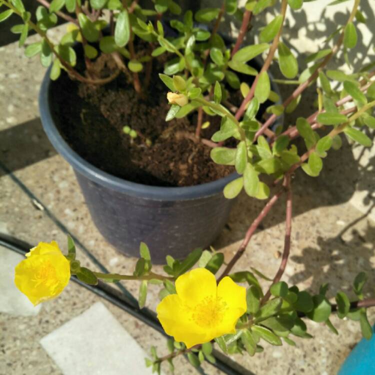 plant image 871934 plant image 871934