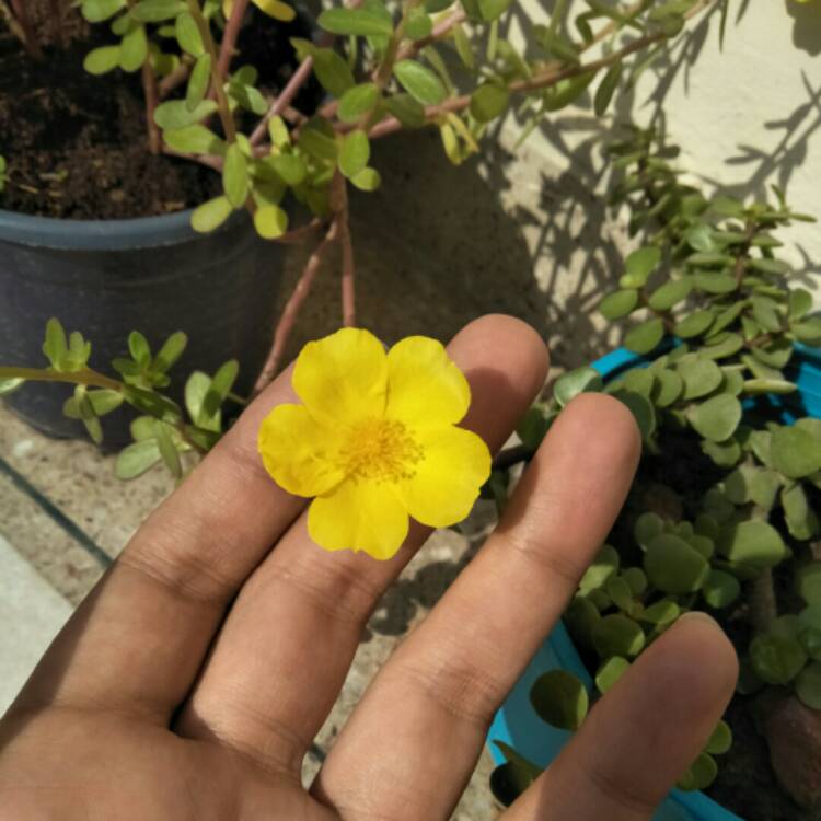 plant image 874785 plant image 874785