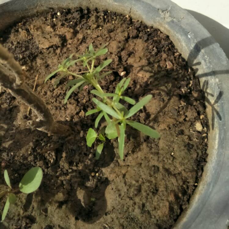 plant image 874786