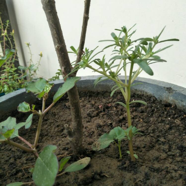 plant image 878158