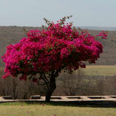 Bougainvillea 'Elsbeth'