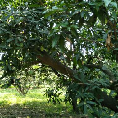 Mangifera Indica 'Kensington Pride'