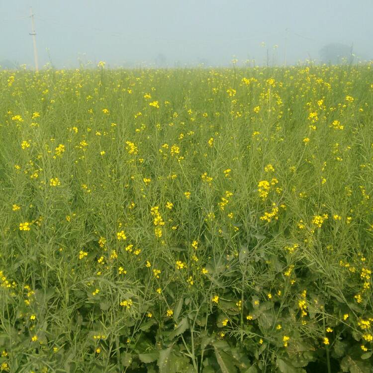 plant image 882941