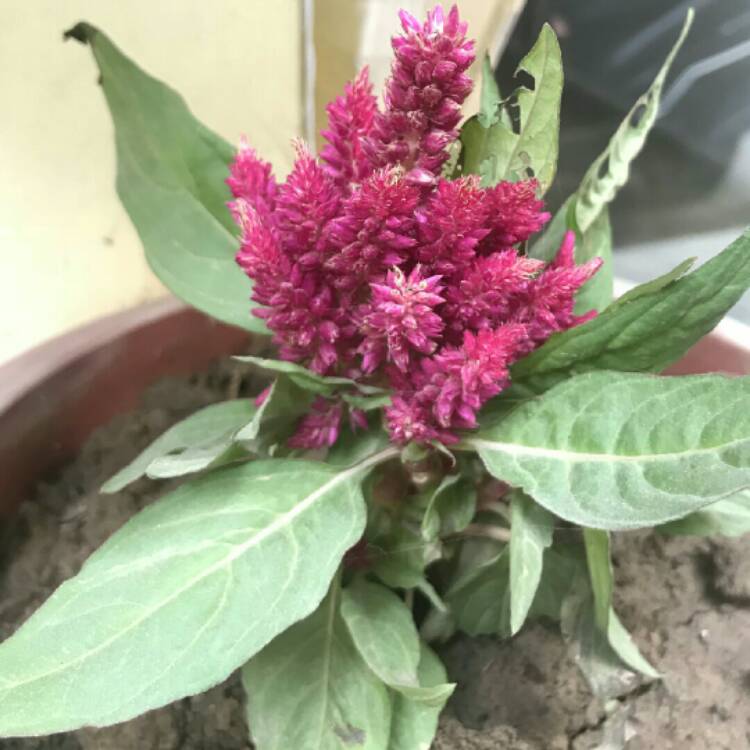plant image 887746