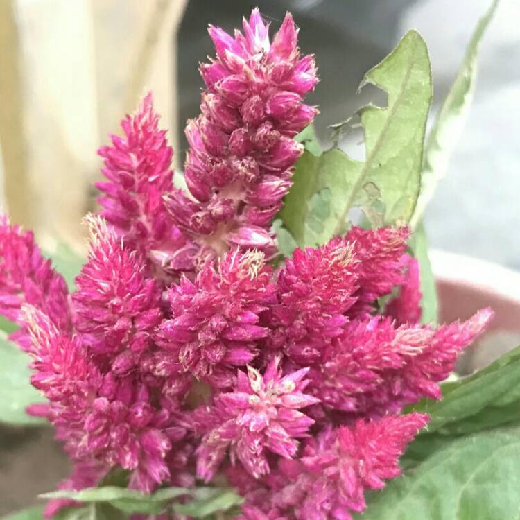 plant image 887899