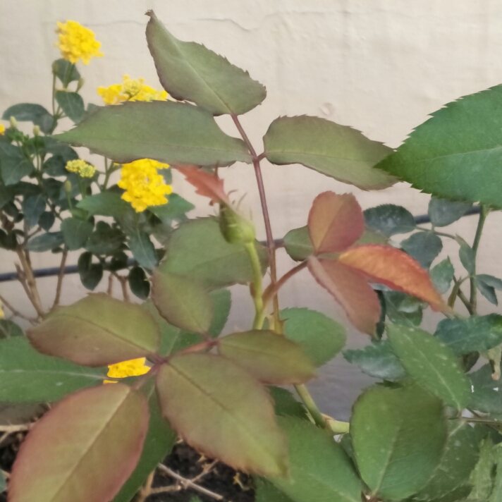 plant image 897180 plant image 897180