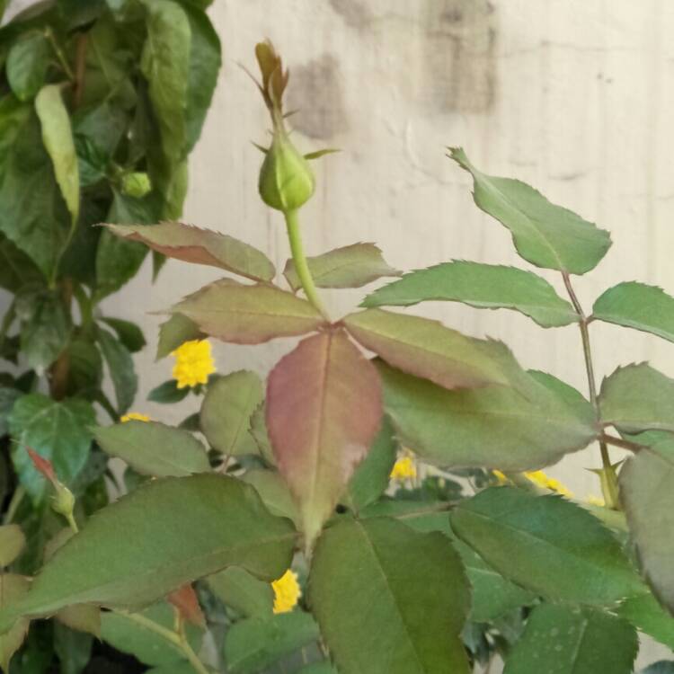 plant image 897184 plant image 897184