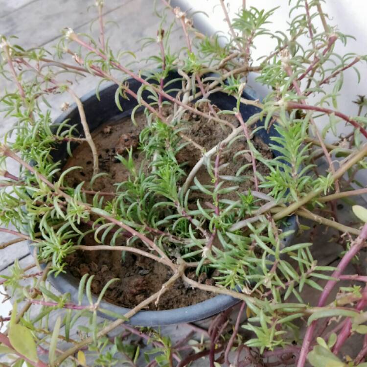 plant image 908267