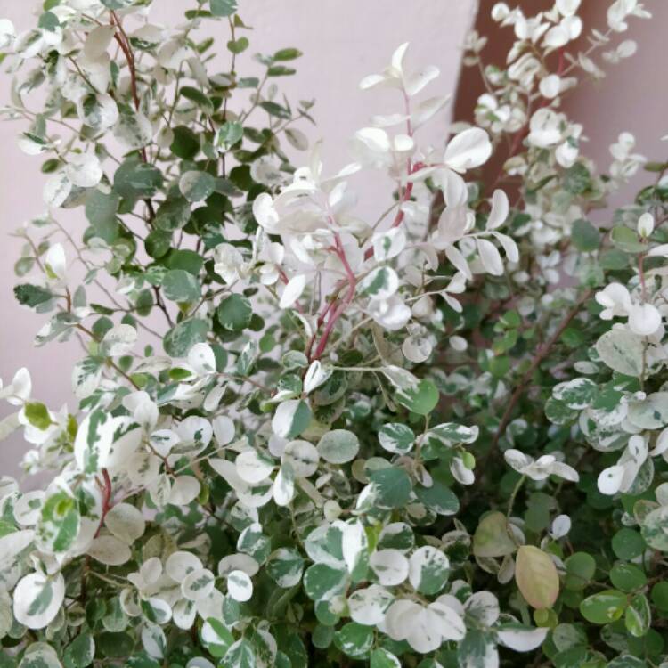 plant image 908271 plant image 908271