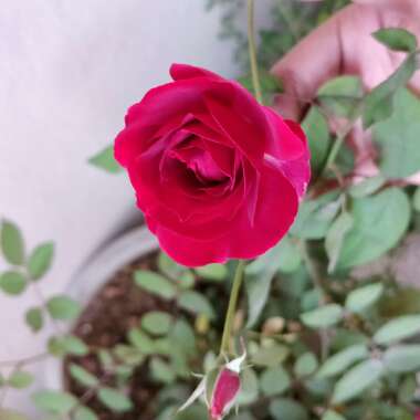 Rosa 'Baimir' syn. Rosa 'Kashmir', Rosa 'Kashmir Rose'