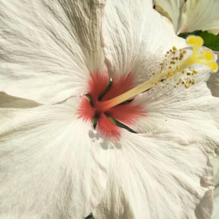 plant image 961238 plant image 961238