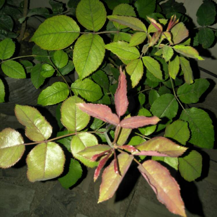plant image 971338 plant image 971338