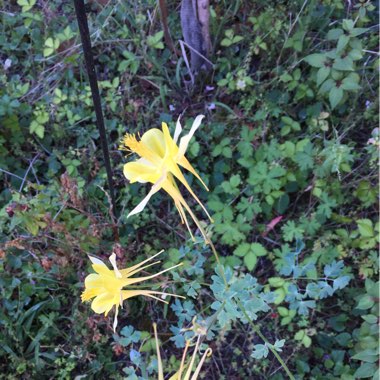 Aquilegia chrysantha