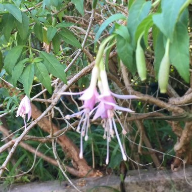 Hardy Pink Fuchsia 'Molinae'