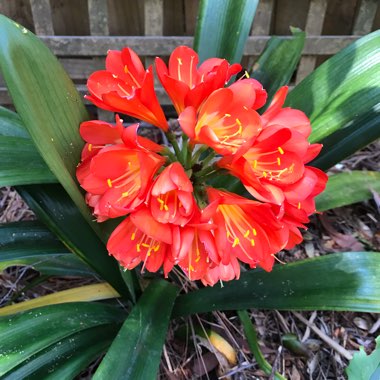 Clivia (Species) Clivia miniata