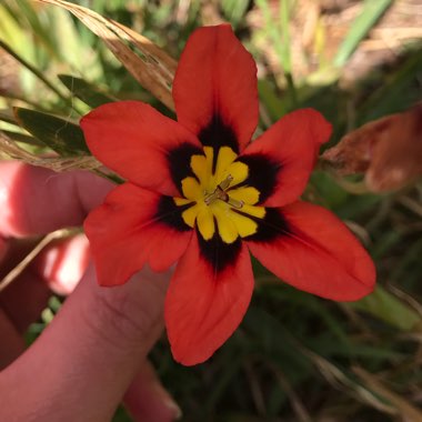 Harlequin Flower