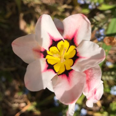 Harlequin Flower Tricolour (Mix)