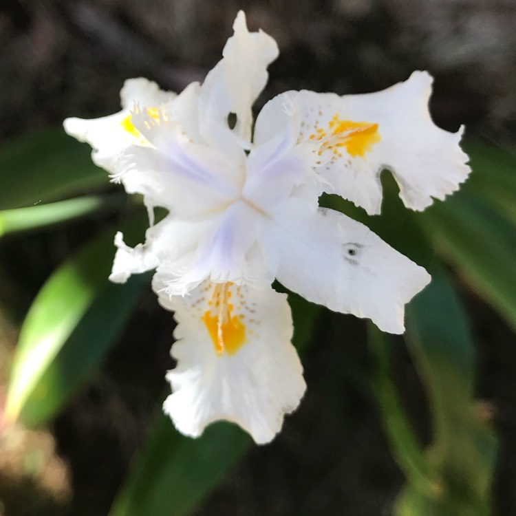 Plant image Iris Japonica 'Nada'