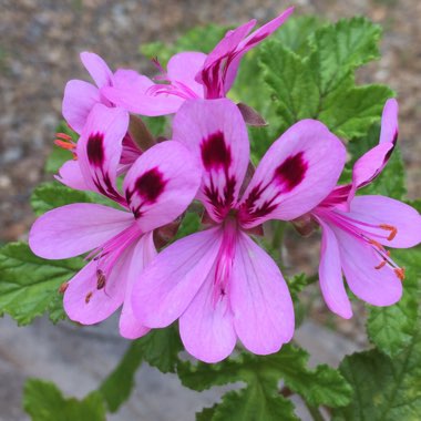 Pelargonium (Geranium)