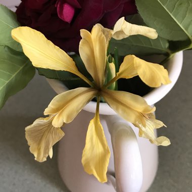 Stinking Iris, Yellow form