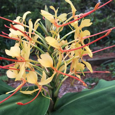 Kahli Ginger Lily