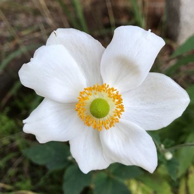 Anemone x hybrida 'Andrea Atkinson'