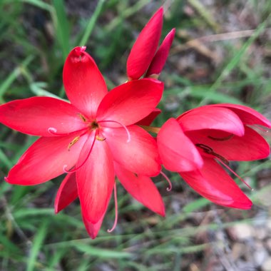 Crimson Flag Lily 'Major'