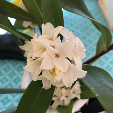Olive Leaf Daphne