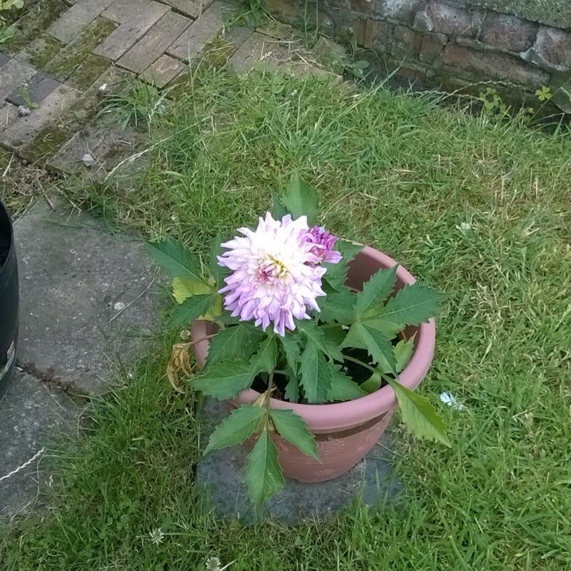 Plant image Dahlia 'Blended Beauty'