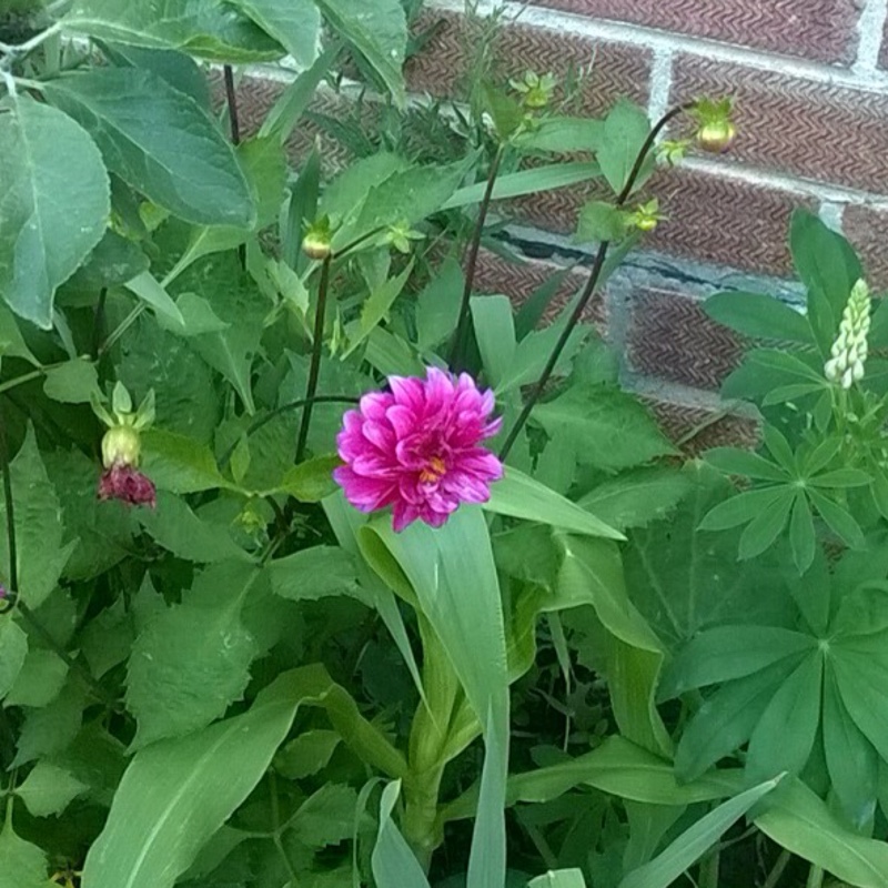 Plant image Dahlia 'Blended Beauty'