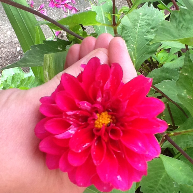 Plant image Dahlia 'Blended Beauty'