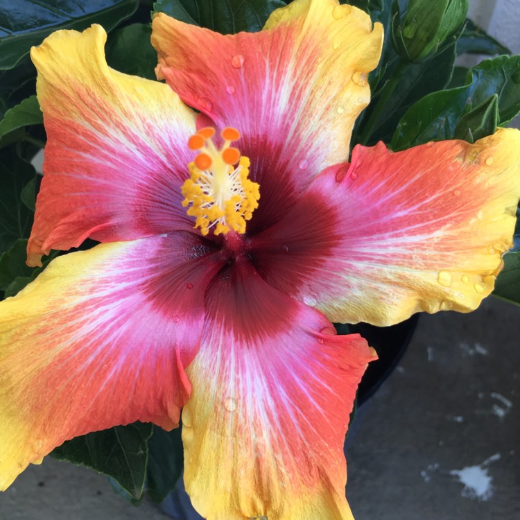 Plant image Hibiscus rosa-sinensis 'Fiesta'