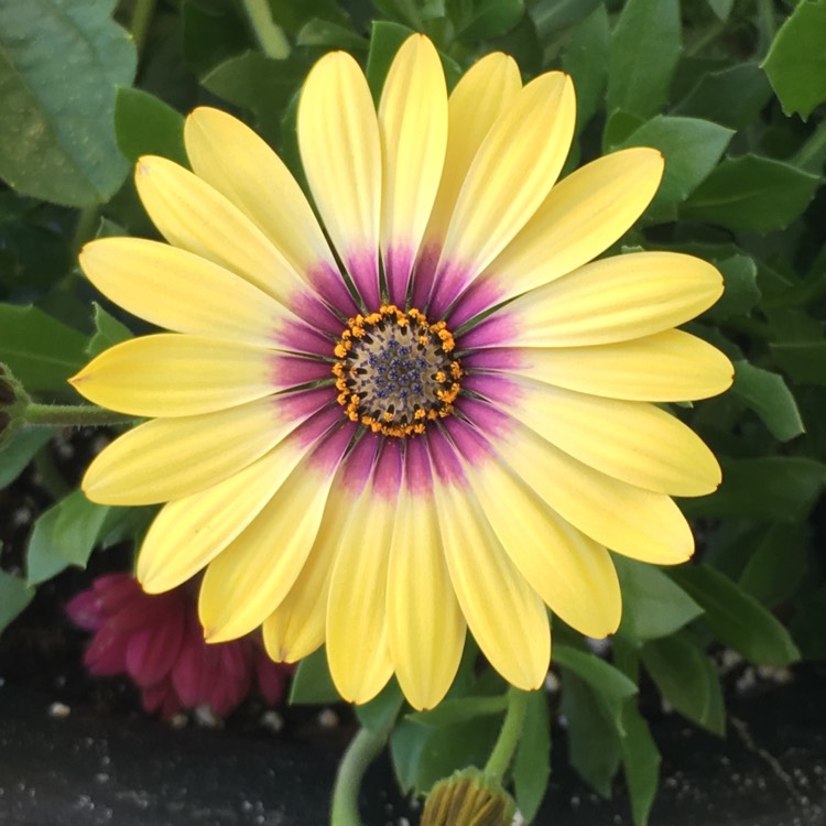 Plant image Osteospermum 'Serenity Blue Eyed Beauty'
